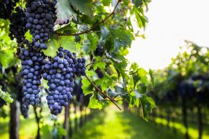 Vignes 3