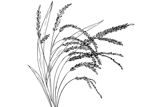 Image riz dessin